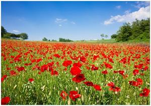 Wallario Vliestapete »Mohnblumenfeld- rote Blumen unter blauem Himmel«, Seidenmatte Oberfläche, hochwertiger Digitaldruck, in verschiedenen Größen erhältlich
