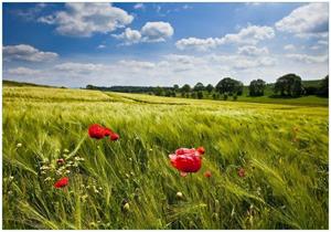 Wallario Vliestapete »Mohnblumenwiese auf grüner Wiese unter blauem Himmel«, Seidenmatte Oberfläche, hochwertiger Digitaldruck, in verschiedenen Größen erhältlich
