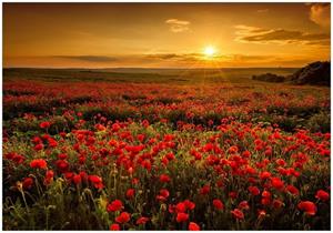 Wallario Vliestapete »Mohnblumenwiese bei Sonnenuntergang am Abend«, Seidenmatte Oberfläche, hochwertiger Digitaldruck, in verschiedenen Größen erhältlich