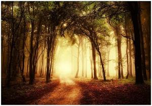 Wallario Vliestapete »Sonnenuntergang auf dem Waldweg«, Seidenmatte Oberfläche, hochwertiger Digitaldruck, in verschiedenen Größen erhältlich
