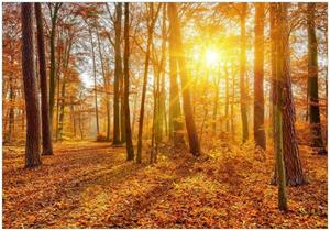 Wallario Vliestapete »Sonnenuntergang im herbstlichen Wald«, Seidenmatte Oberfläche, hochwertiger Digitaldruck, in verschiedenen Größen erhältlich