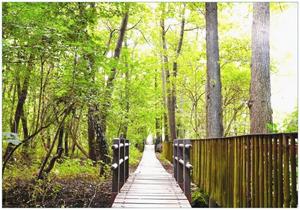 Wallario Vliestapete »Spaziergang im Wald Holzweg über einen Fluss«, Seidenmatte Oberfläche, hochwertiger Digitaldruck, in verschiedenen Größen erhältlich