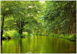 Wallario Vliestapete »Spreewald in Brandenburg grüne Wälder und Spiegelungen im Wasser«, Seidenmatte Oberfläche, hochwertiger Digitaldruck, in verschiedenen Größe