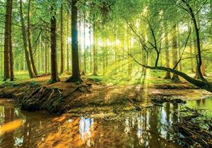 Wallarena Fototapete »Selbstklebend 3D Effekt Wald Natur Landschaft Modern Wohnzimmer Schlafzimmer«, Struktur, Wald, Selbstklebende Fototapete
