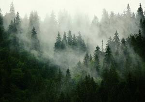 Wallarena Fototapete »Selbstklebend Wald im Nebel Wasserfall Landschaft Modern Wohnzimmer Schlafzimmer«, Struktur, Wald, Selbstklebende Fototapete