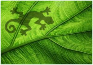 Wallario Vliestapete »Gecko Schatten auf grünem Blatt - Umriss«, Seidenmatte Oberfläche, hochwertiger Digitaldruck, in verschiedenen Größen erhältlich