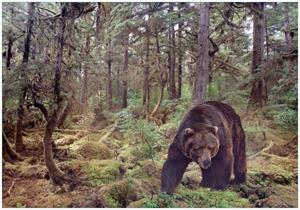 Wallario Vliestapete »Gefährlicher Grizzlybär im Wald«, Seidenmatte Oberfläche, hochwertiger Digitaldruck, in verschiedenen Größen erhältlich