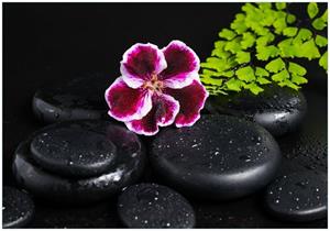 Wallario Vliestapete »Geranienblüte auf schwarzen Steinen, benetzt mit Wassertropfen«, Seidenmatte Oberfläche, hochwertiger Digitaldruck, in verschiedenen Größen erh&a