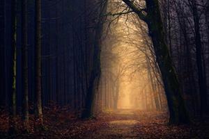 Meberg Fototapete, Wald, Sonnenuntergang, Fototapete Abendstimmung im Wald Wandbild Vliestapete Motiv 200x300 cm