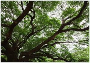 Wallario Vliestapete »Gigantischer Regenbaum von unten«, Seidenmatte Oberfläche, hochwertiger Digitaldruck, in verschiedenen Größen erhältlich