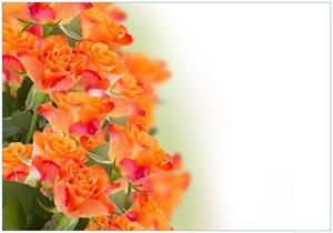 Wallario Vliestapete »Orangene Rosenblüten im Strauß«, Seidenmatte Oberfläche, hochwertiger Digitaldruck, in verschiedenen Größen erhältlich