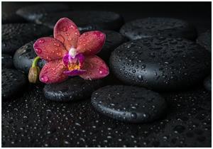 Wallario Vliestapete »Orchideen-Blüte auf schwarzen Steinen, benetzt mit Wasser-Tropfen«, Seidenmatte Oberfläche, hochwertiger Digitaldruck, in verschiedenen Größen er