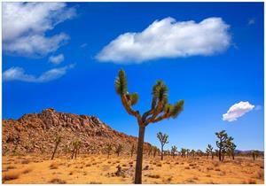 Wallario Vliestapete »Palmlilie im Nationalpark Yucca Valley  Wüstenlandschaft«, Seidenmatte Oberfläche, hochwertiger Digitaldruck, in verschiedenen Größen erhä