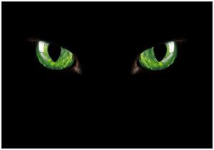 Wallario Vliestapete »Grüne Katzenaugen bei Nacht«, Seidenmatte Oberfläche, hochwertiger Digitaldruck, in verschiedenen Größen erhältlich