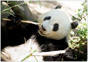 Wallario Vliestapete »Panda knabbert an Bambusstücken«, Seidenmatte Oberfläche, hochwertiger Digitaldruck, in verschiedenen Größen erhältlich
