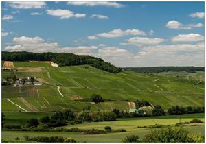 Wallario Vliestapete »Panoramablick über die Champagne«, Seidenmatte Oberfläche, hochwertiger Digitaldruck, in verschiedenen Größen erhältlich