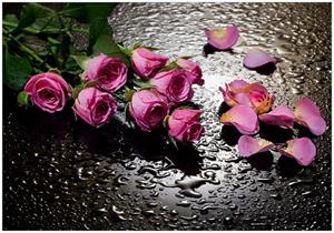 Wallario Vliestapete »Pinke Rosen mit Wassertropfen«, Seidenmatte Oberfläche, hochwertiger Digitaldruck, in verschiedenen Größen erhältlich