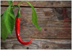 Wallario Vliestapete »Hängende Chili-Schote«, Seidenmatte Oberfläche, hochwertiger Digitaldruck, in verschiedenen Größen erhältlich
