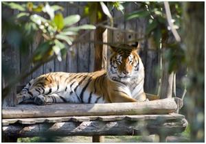 Wallario Vliestapete »Tiger im Sonnenschein«, Seidenmatte Oberfläche, hochwertiger Digitaldruck, in verschiedenen Größen erhältlich