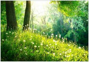 Wallario Vliestapete »Pusteblumen im Wald mit einfallenden Sonnenstrahlen«, Seidenmatte Oberfläche, hochwertiger Digitaldruck, in verschiedenen Größen erhältlich