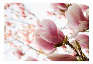 Basera Fototapete »Magnoliamotiv 100406-91«, Vliestapete