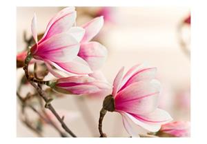 Basera Fototapete »Magnoliamotiv 100406-92«, Vliestapete