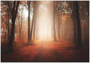 Wallario Vliestapete »Herbstwald - Weg zu einer Lichtung im Wald«, Seidenmatte Oberfläche, hochwertiger Digitaldruck, in verschiedenen Größen erhältlich