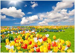 Wallario Vliestapete »Tulpenwiese unter blauem Himmel«, Seidenmatte Oberfläche, hochwertiger Digitaldruck, in verschiedenen Größen erhältlich