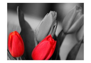 Basera Fototapete »Tulpenmotiv 100406-105«, Vliestapete