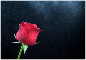 Wallario Vliestapete »Rose vor dunklem Hintergrund«, Seidenmatte Oberfläche, hochwertiger Digitaldruck, in verschiedenen Größen erhältlich
