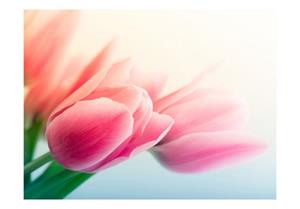 Basera Fototapete »Tulpenmotiv 100406-118«, Vliestapete