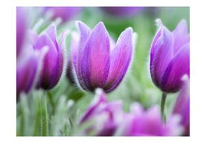 Basera Fototapete »Tulpenmotiv 100406-120«, Vliestapete