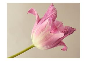 Basera Fototapete »Tulpenmotiv 100406-131«, Vliestapete