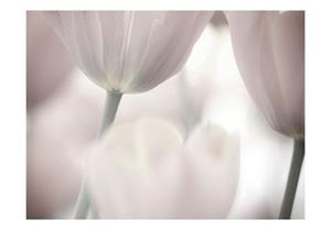 Basera Fototapete »Tulpenmotiv 100406-75«, Vliestapete