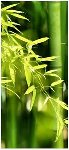 Wallario Türtapete »Bambuswald mit grünen Bambuspflanzen«, glatt, ohne Struktur