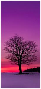 Wallario Türtapete »Baum am Abend«, glatt, ohne Struktur