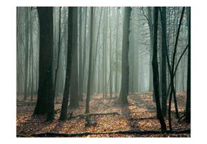 Basera Fototapete »Waldmotiv 100403-105«, Vliestapete