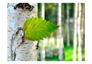 Basera Fototapete »Waldmotiv 100403-146«, Vliestapete