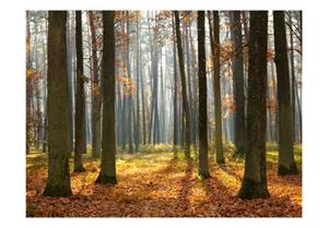 Basera Fototapete »Waldmotiv 100403-147«, Vliestapete
