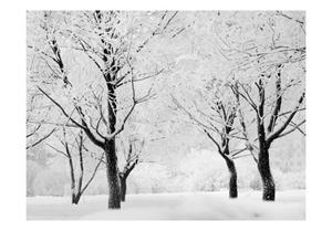 Basera Fototapete »Waldmotiv 100403-164«, Vliestapete