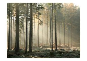 Basera Fototapete »Waldmotiv 100403-192«, Vliestapete