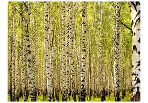 Basera Fototapete »Waldmotiv 100403-23«, Vliestapete