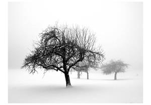 Basera Fototapete »Waldmotiv 100403-33«, Vliestapete