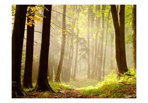 Basera Fototapete »Waldmotiv 100403-98«, Vliestapete