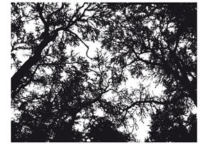 Basera Fototapete »Waldmotiv 10040903-38«, Vliestapete