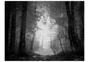 Basera Fototapete »Waldmotiv 10040903-58«, Vliestapete