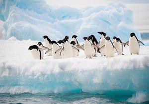 Wallarena Fototapete »Pinguine Antarktis Gletscher Tapete Wohnzimmer Schlafzimmer 254x184 cm«, Glatt, Tiere, Vliestapete inklusive Kleister