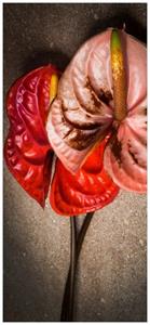 Wallario Türtapete »Blüten einer Flamingoblume - Anthurie - auf schwarzem Marmor«, glatt, ohne Struktur
