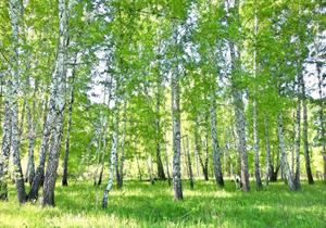 Wallarena Fototapete »Birkenwald Wald Natur 3D EFFEKT Vlies Tapete für Wohnzimmer oder Schlafzimmer Vliestapete Wandtapete Motivtapete«, Glatt, Wald, Vliestapete inklusive Kleister