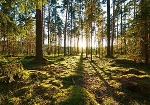 Wallarena Fototapete »Wald Sonne Natur Vlies Tapete Wohnzimmer Schlafzimmer Wandtapete«, Glatt, Landschaft, Vliestapete inklusive Kleister